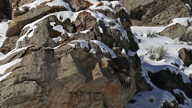 这张照片拍摄的是一只秃鹰从一个多雪的悬崖上飞下来视频下载