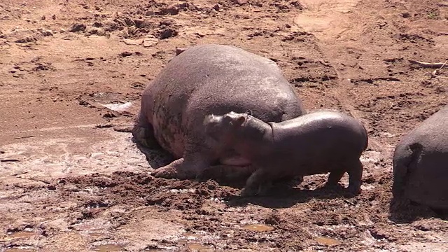 河马集团泥池，肯尼亚视频素材