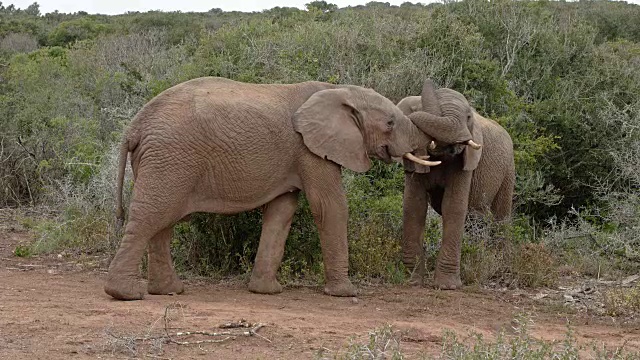 关怀的非洲象接吻相爱——两只小象——都长着长牙——肩并肩——第一部分:交叉的象鼻视频素材