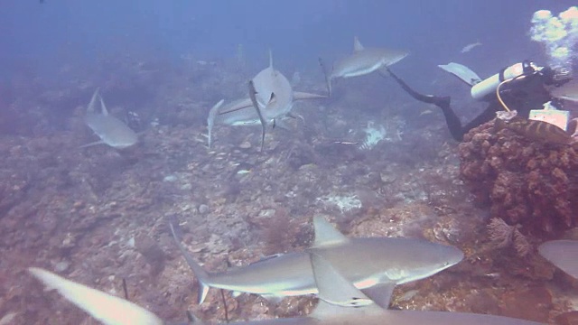 一群加勒比礁鲨在古巴南部皇后国家公园的花园中巡逻。视频下载