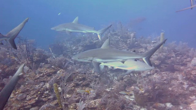 一群加勒比礁鲨在古巴南部皇后国家公园的花园中巡逻。视频素材