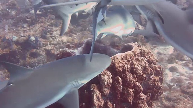 在古巴南部的皇后国家公园，一群加勒比礁鲨在鲨鱼上钩潜水时袭击了一个装有诱饵盒的桶状海绵。视频素材