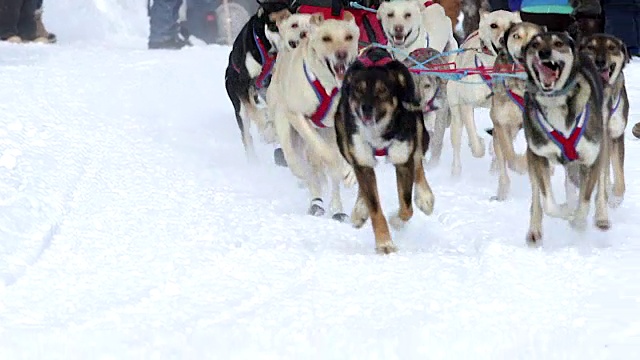 MS/SLOMO拍摄的狗拉雪橇比赛团队视频下载