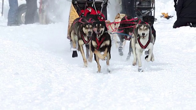 MS/SLOMO拍摄的狗拉雪橇比赛团队视频下载