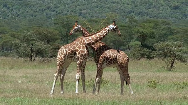 肯尼亚纳库鲁湖的罗斯柴尔德长颈鹿，雄性，正在接吻，正在打架视频下载