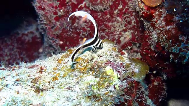 古巴南部女王国家公园的幼斑鼓鱼或带鱼在硬珊瑚中游泳。视频素材
