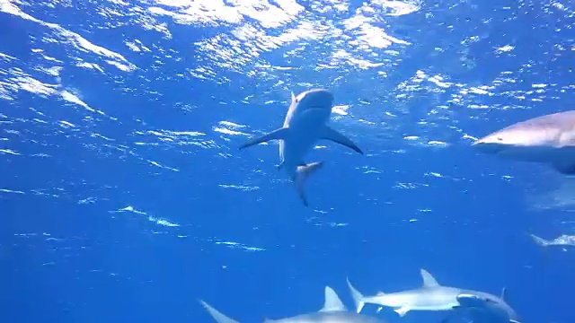 在古巴南部的皇后国家公园的蓝色水域附近，一群丝滑的鲨鱼向镜头游来。视频素材