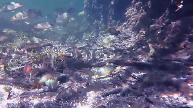 各种热带鱼在古巴南部皇后国家公园的红树林中游弋。视频素材