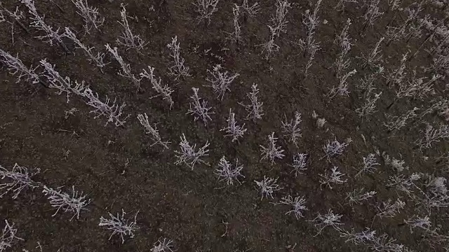 德国莱茵兰-普法尔茨的萨尔谷萨尔堡，无人机在冬天霜冻的葡萄园上空飞行视频素材