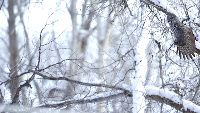 WS拍摄的大灰猫头鹰(条纹星云)坐在一个雪覆盖的树枝在黄昏视频下载