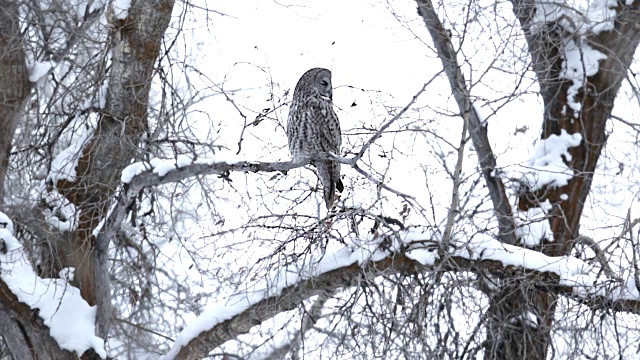 黄昏时分，一只大灰猫头鹰(Strix星云)坐在被雪覆盖的树枝上视频下载