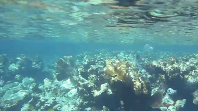 在古巴南部的皇后国家公园的花园，一群鱼在浅水的硬珊瑚中游泳。视频素材