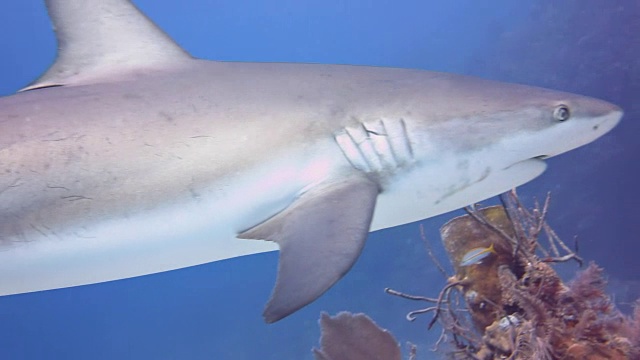 在古巴南部的皇后国家公园的花园中，一只加勒比礁鲨在蓝色的水里游泳的近距离观察。视频素材