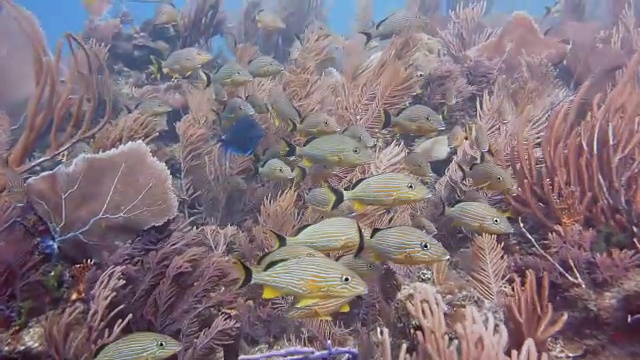 在古巴南部皇后国家公园的软珊瑚中休息的蓝色条纹的咕噜鸟。视频素材
