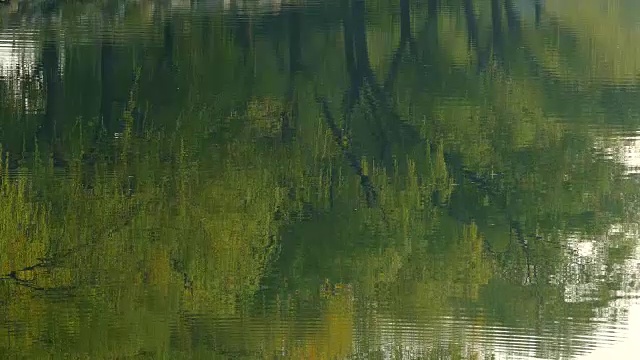 树木倒映水面，北京，中国视频素材