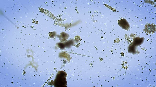 浮游植物和其他浮游生物的显微影像视频素材