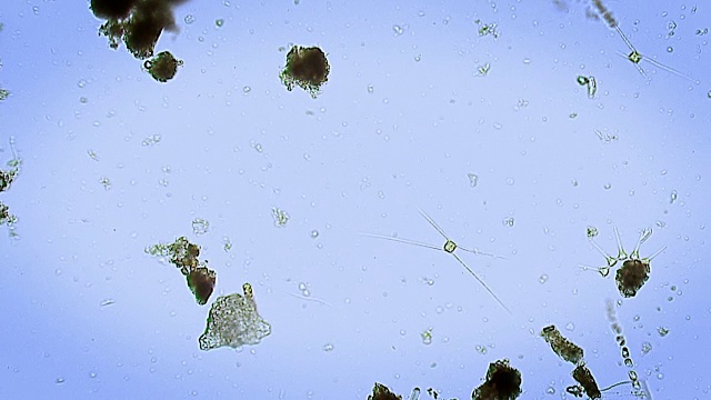 浮游植物和其他浮游生物的显微影像视频素材