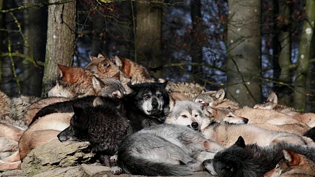 狼，犬类狼疮，冬天成群的狼躺在阳光下视频下载