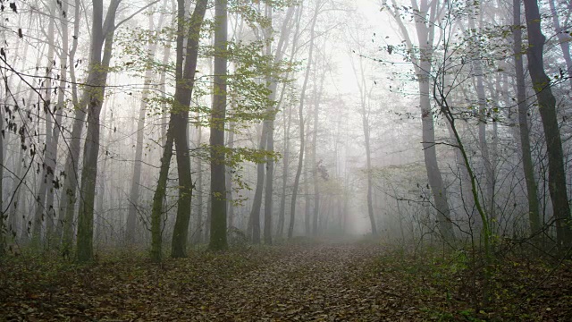 一条穿过雾蒙蒙的森林的道路视频素材