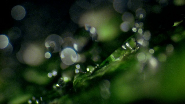 极端近距离的水滴在水中与绿色的倒影+水花视频下载