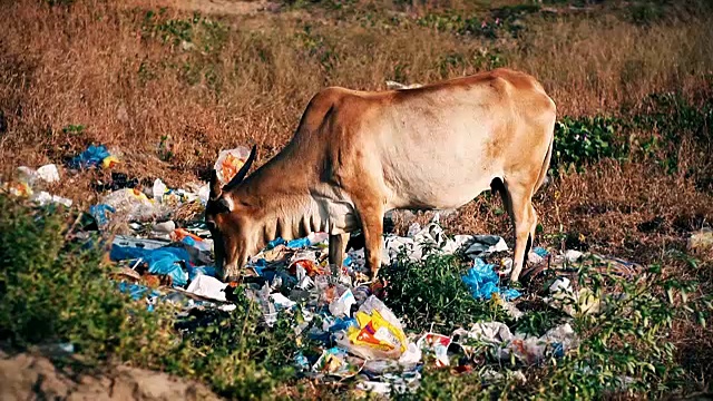奶牛在垃圾堆里视频下载
