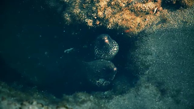 海鳗视频下载