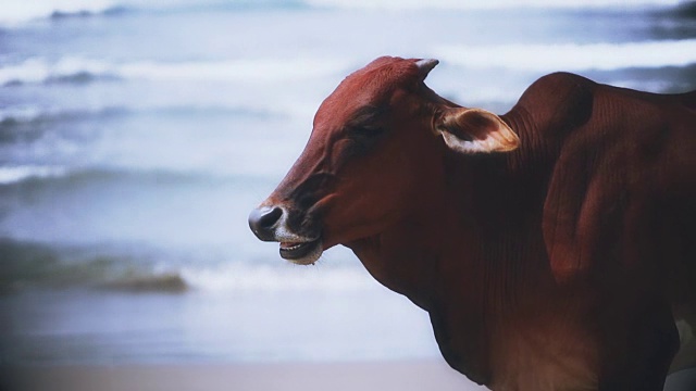 牛在印度视频下载