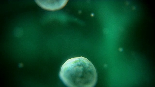 计算机生成的绿色蓝藻在水中漂浮和分裂的图形视频素材