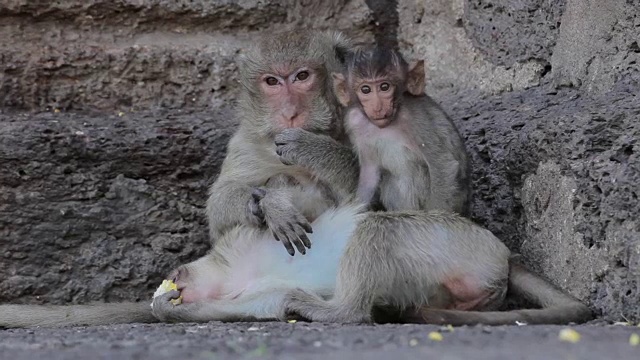 泰国华府里泰国寺庙里的小猴子视频素材