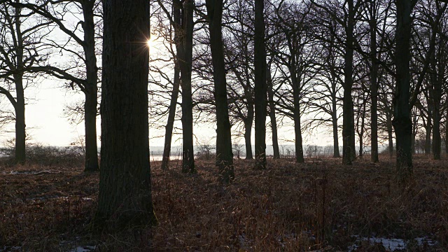 冬季森林背光。视频素材