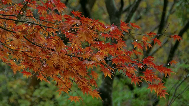 秋枫叶，箱根，神奈川，日本视频素材