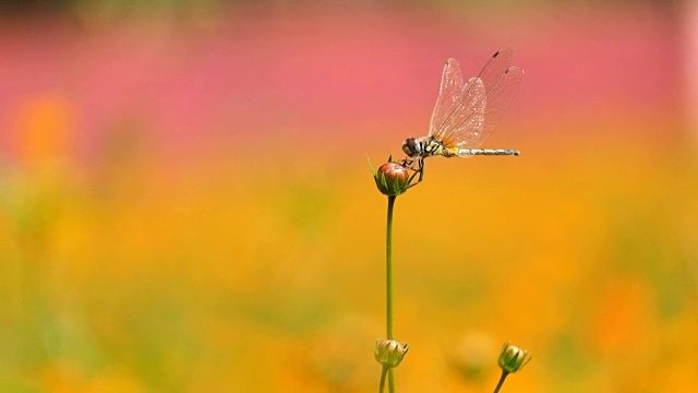 花园里的宇宙花上的蜻蜓视频下载
