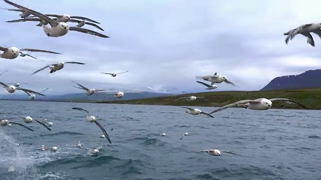 使海鸥聚集在开阔的海面上视频下载