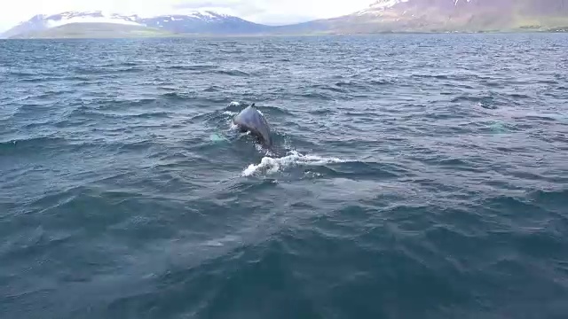 鲸鱼在冰岛北部峡湾喷水视频下载