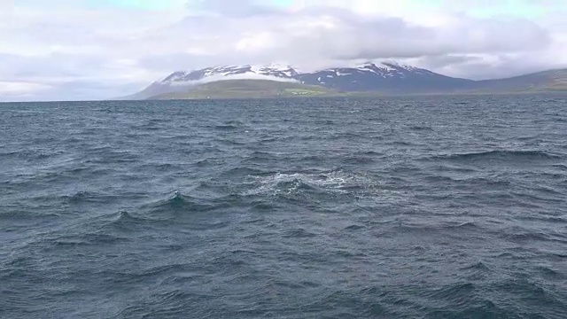 鲸鱼在冰岛北部峡湾喷水视频下载