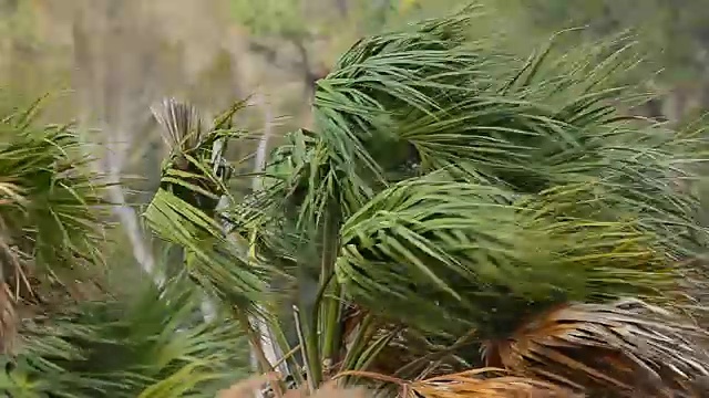 卷心菜棕榈的叶子在树顶被飓风袭击视频下载