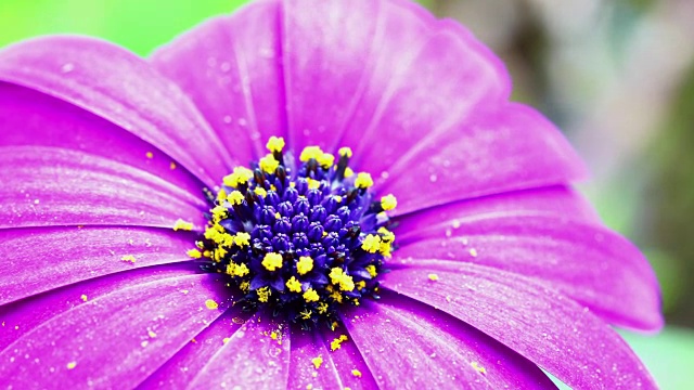 紫色的雏菊合上花瓣视频素材