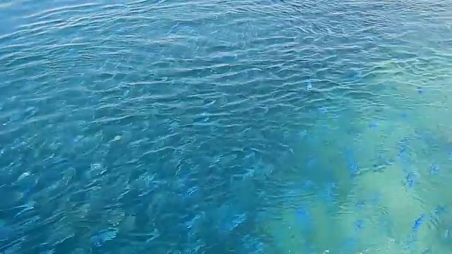 从码头上看到的一大群蓝色燧发鱼视频下载