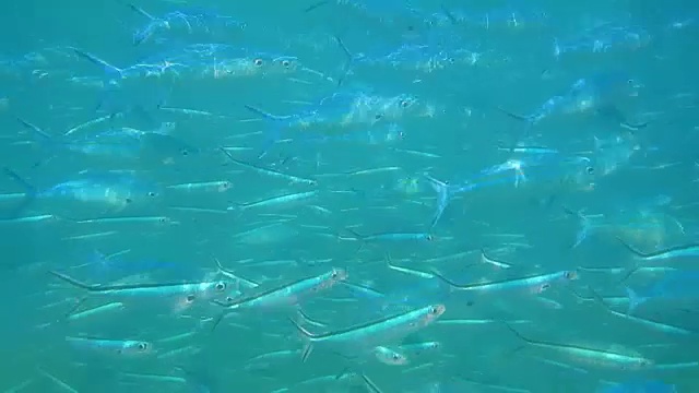 蓝色燧发鱼沿着珊瑚礁成群游动的特写视频视频下载
