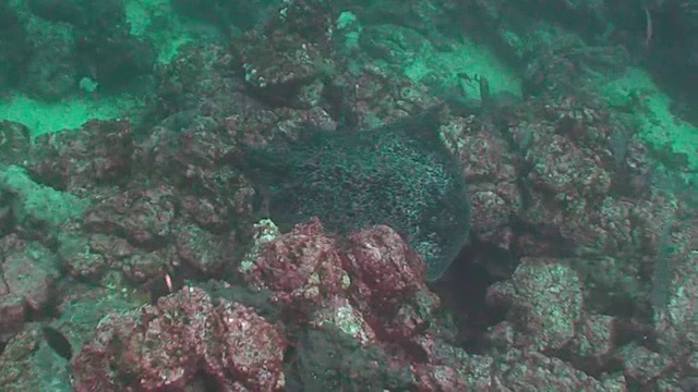 一条失去尾巴的大理石鳐鱼正游过厄瓜多尔加拉帕戈斯群岛的珊瑚礁。视频素材