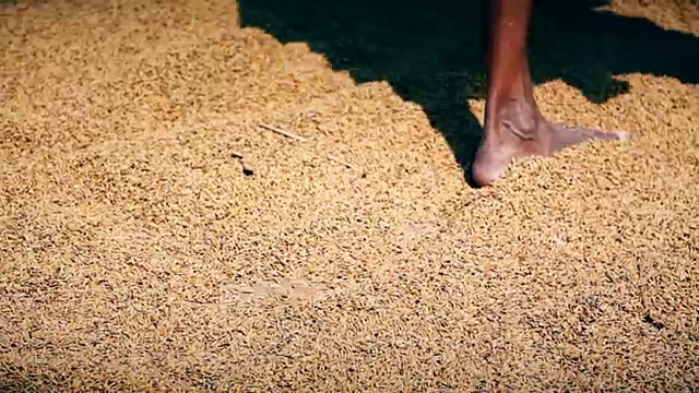 水稻干燥视频下载