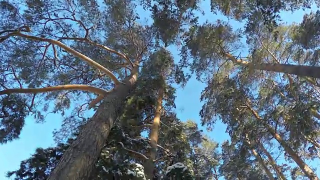 松树林中的全景。视频素材