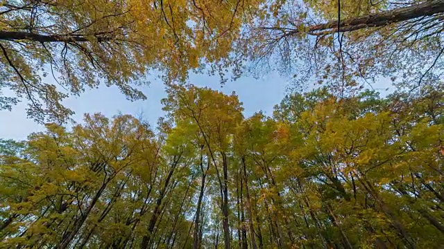 4K延时:枫叶森林沐浴在早晨的阳光视频素材
