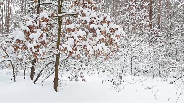 冬季森林。树与干燥的叶子下的雪。视频素材