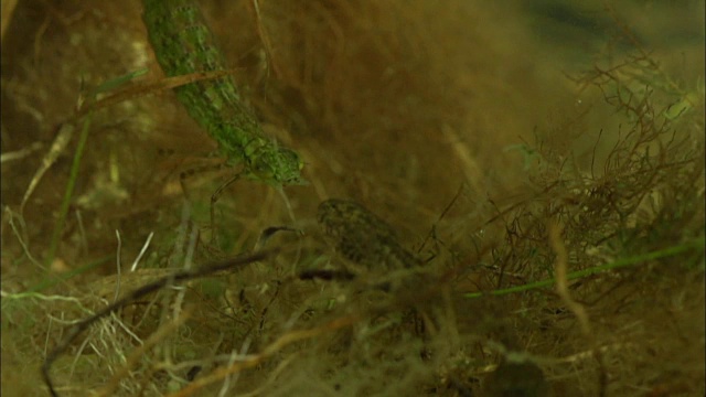 小皇帝蜻蜓的幼虫在水下捕捉蝌蚪视频素材