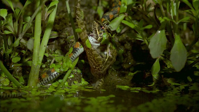 蛇袭击青蛙视频素材