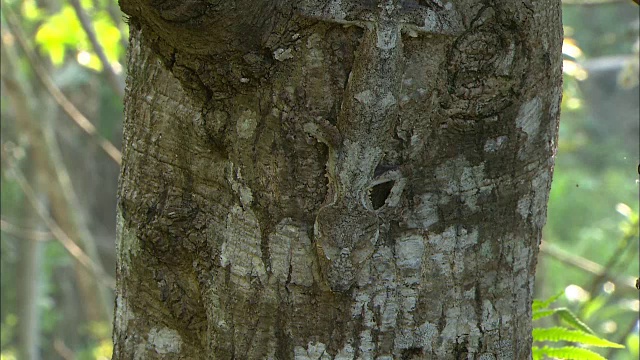 树上的撒旦叶尾壁虎(幻觉尾壁虎)视频素材