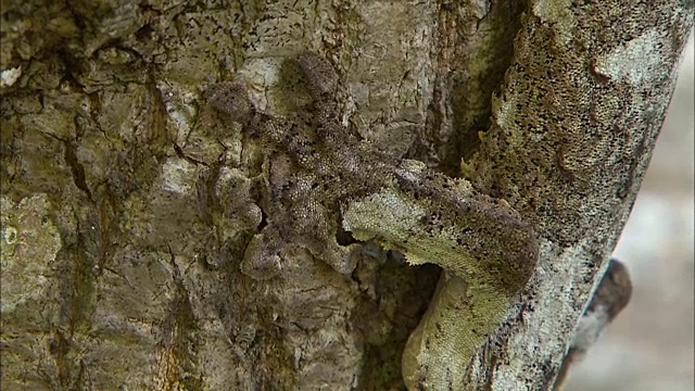 树上的撒旦叶尾壁虎(幻觉尾壁虎)视频素材