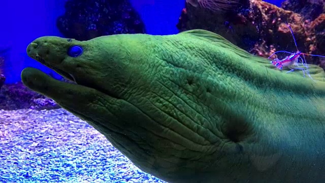 绿色海鳗和虾视频下载