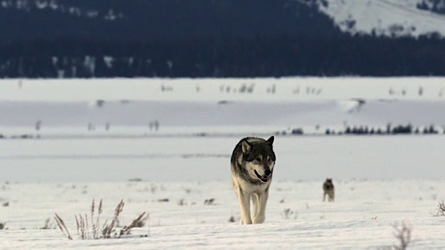 MS拍摄了野狼(犬狼疮)在黄昏的新雪中小跑着进入镜头视频素材